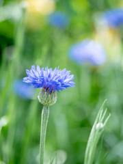 一輪のヤグルマギク