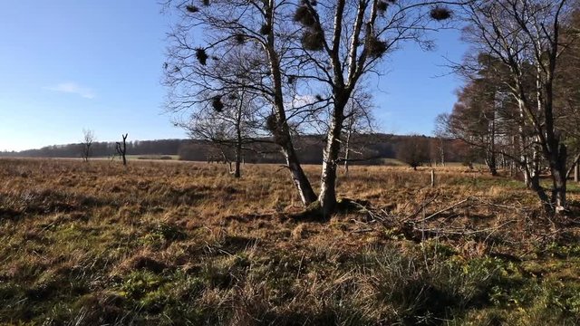 Baum mit Misteln im Moor - Kamerafahrt