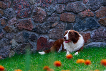 Dog breed Border Collie