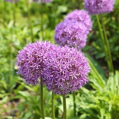 Alium Giganteum.