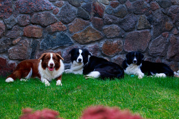 Three dogs Border Collie