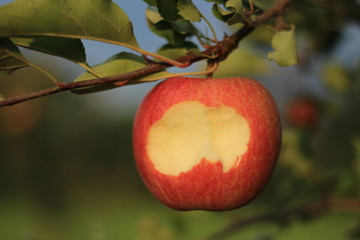 bite apple in the tree