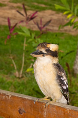  laughing kookaburra on a veranda rail near Kuranda in Tropical North Queensland, Australia
