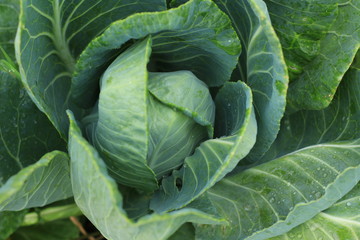Obraz premium cabbage closeup