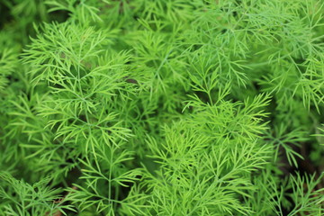 Fennel background
