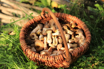 mushrooms in the basket