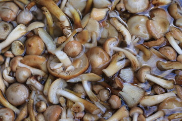 mushrooms in the water