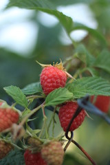 Raspberries closeup on the fence