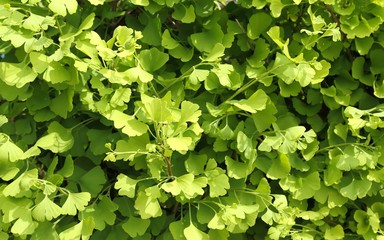 Ginkgo Biloba.