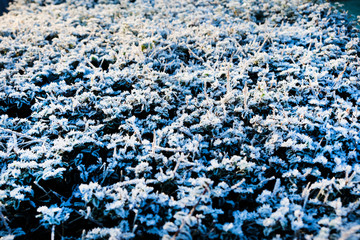 frost on a hedge in the winter