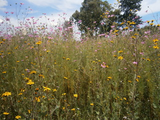 florece 5