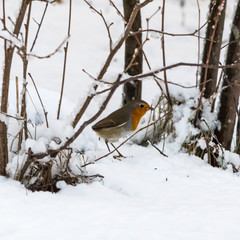 Robin bird on snowy ground