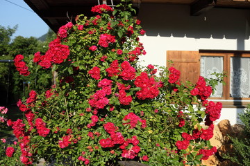 Fototapeta na wymiar viele rote Rosen am Hausgarten