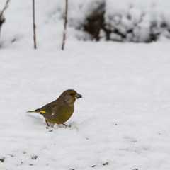 Greenfich bird finding food on the ground