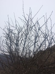 Leafless tree branches