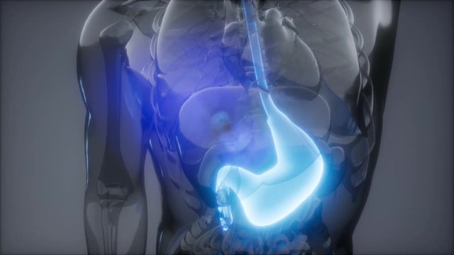 science anatomy scan of human stomach glowing