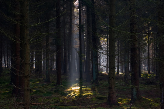 Fototapeta Sunbeam in a mysterious dark pine forest lightens moss on the ground