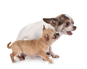 Obraz premium chihuahuas in studio