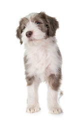 puppy bearded collie