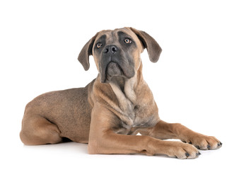 Fototapeta premium young cane corso