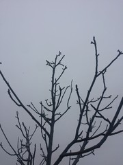 Leafless tree branches
