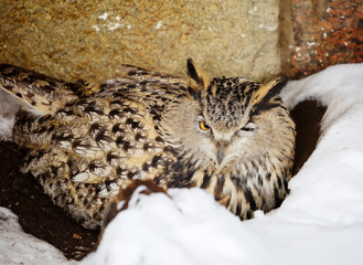 Owl. Eagle owl is a large bird. Despite its size, it flies fast enough and in flight is able to catch up with the crow. 