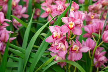 Close-up Of beautiful orchids.