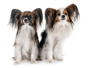 papillon dogs in studio