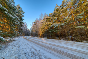 Pine forest, winter sunny day. The road passes through the forest