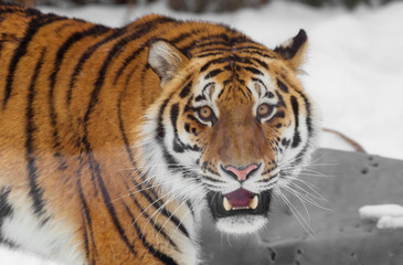 The Amur leopard or the Siberian tiger. This predator of the cat family, which is one of the main representatives of the genus Panther.