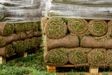 green lawn in a roll on pallets. city gardening
