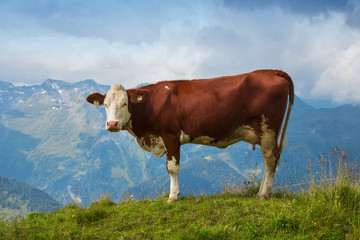 Fototapeta na wymiar satisfied Alpine cows