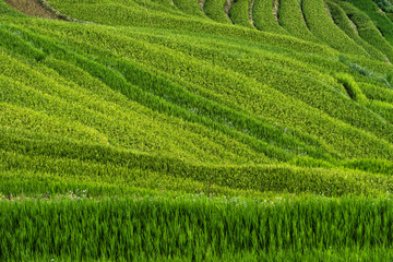 Rice terrace Mountains in Mu can chai, Vietnam

