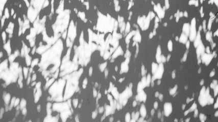 Shadow of tree leave on white wall