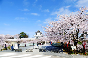 Beautiful view of Cherry blossoms or sakura with blue sky at the entrance of Ishikawa-mon gate in Kanazawa castle, Ishikawa, Japan