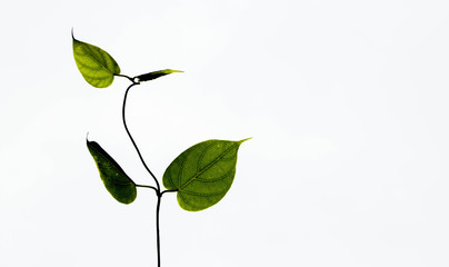  branch of ivy isolated on white background