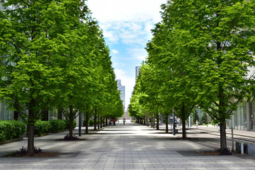 Scene of the green avenue of the town of the day of the blue sky which it was fine