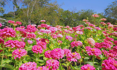Background of Vibrant Pink Flowers in the Field