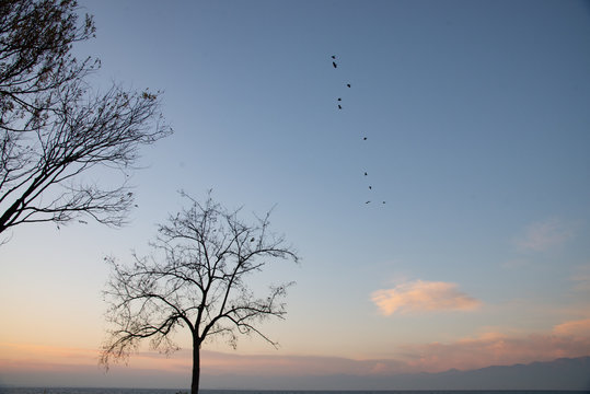 Profiles of bare trees in silhouettes in winter against a blue sky. Sky with black birds and pink clouds with the sunlight at sunset.