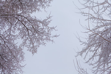 Fototapeta na wymiar Branches against the sky after a snowfall