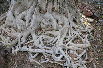 Ficus microcarpa tree root feature