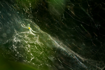 The spider climbs on the web