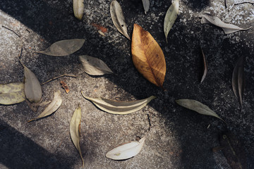 Autumn fall season dried leaf drop on the ground nature background.