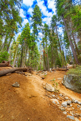 Fototapeta na wymiar Forest of ancient sequoias in Yosemeti National Park.