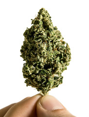 A Man Holding A Cured Grand Funk OG Cannabis Flower