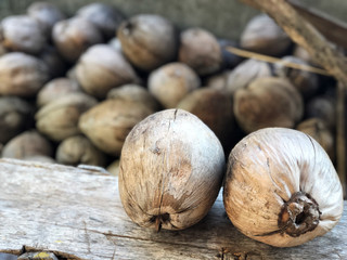 Dried Coconut pattern on the ground, Coconut are raw material of food and Cosmetic in Asia.