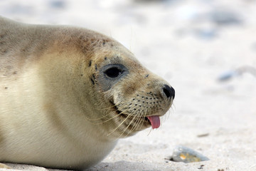 Robbe mit rausgestreckter Zunge im Profil