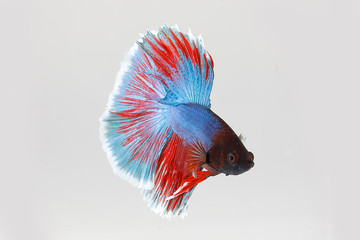Colourful Beta fighter fish