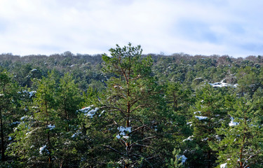 Neige et pins dans la forêt de Fontainebleau