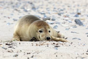 Robbe mit auf dem Sandstrand liegenden Kopf